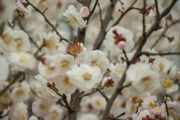 cherry blossom in the chinese garden