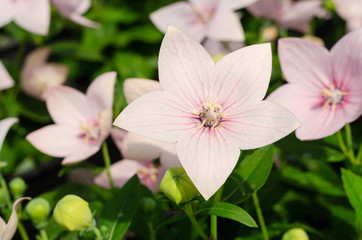 Platycodon grandiflorus or balloon flower close up in the garden