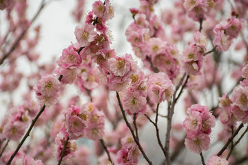 cherry blossom in the chinese garden