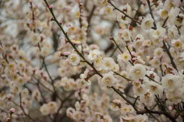 cherry blossom in the chinese garden