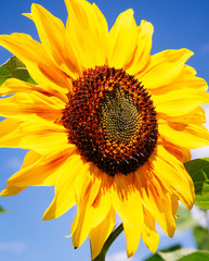 Naklejka premium sunflower in july