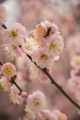 Obraz premium cherry blossom in the chinese garden