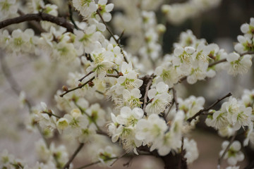 Obraz premium cherry blossom in the chinese garden