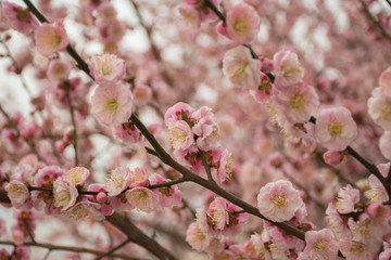cherry blossom