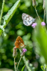 Nymphalidae / Böğürtlen Brentisi / / Brenthis daphne