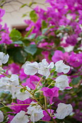 pink flowers on the tree in hainan china