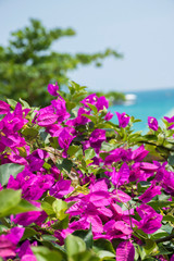 Fototapeta premium pink flowers on the tree in hainan china