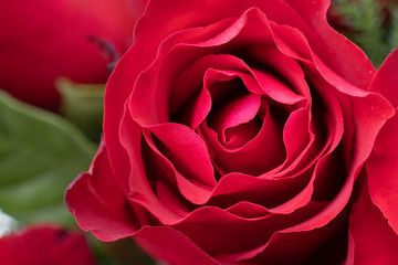Closeup Red Rose