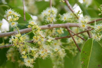 white flowers in the garden