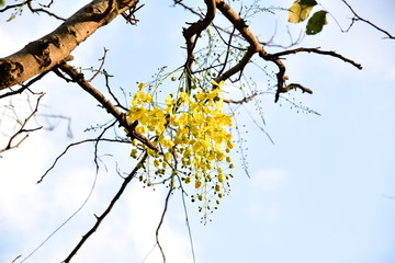Multiply flowers blooming beautifully
