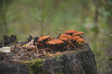 Colorful inedible mushrooms growing on pine stump in the forest