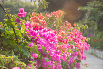 Pink flowers on the tree hainan china
