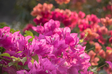 Pink flowers on the tree hainan china