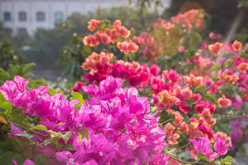 Obraz premium Pink flowers on the tree hainan china