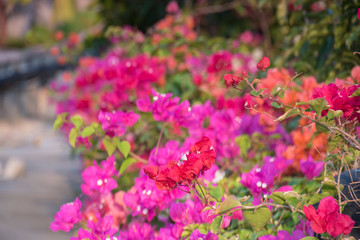 Fototapeta premium Pink flowers on the tree hainan china