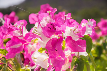 Fototapeta premium pink flowers in the garden