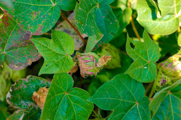 Green cotton field