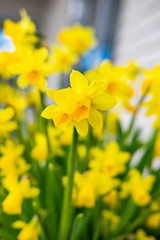 Obraz premium yellow daffodils in the garden