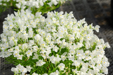 compact nemesia in the flower pot