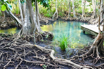 Photo picture of a fascinating view of the mangrove forest and the azure water of the lake playing with colors on the sun