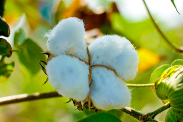 Green Cotton field india