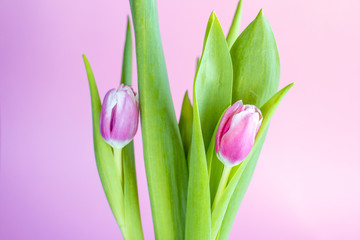 Obraz premium Pink tulips. Bouquet of flowers on a pink background. Spring festival.