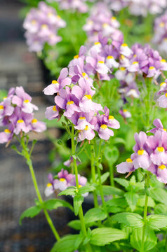 beautiful nemesia fruticans flower in flower pot at garden