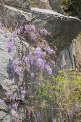 Wisteria sinensis
