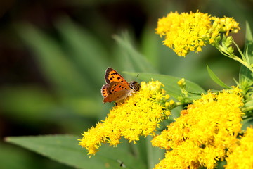 Butterfly with orange wings and black spots on top of dense yellow flower surrounded with leaves...
