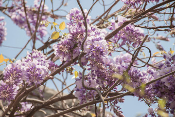 Wisteria sinensis