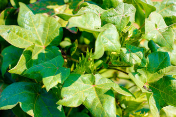 Obraz premium Green cotton field
