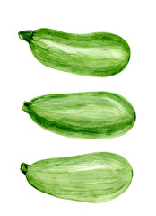 Set of fresh green zucchini. Food watercolor illustration isolated on white background