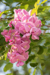 Robínia híspida in the garden