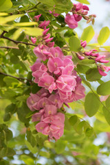 pink flowers in the garden, Robínia híspida