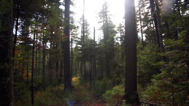 Slider shot: beautiful view of autumn forest and tall coniferous trees on the foreground. Sikhote-Alin Nature biosphere Reserve forest for endangered Siberian tiger founded in 1935. Russia