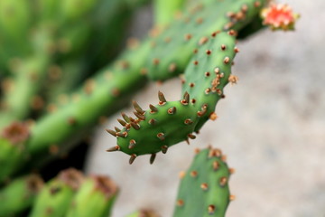 Naklejka premium Cactus plant closeup of part with multiple spines surrounded with other parts and plants in background of local garden on warm summer day
