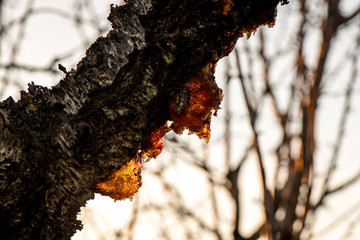 resina de almendro en diferentes formas natural atardecer ambar
