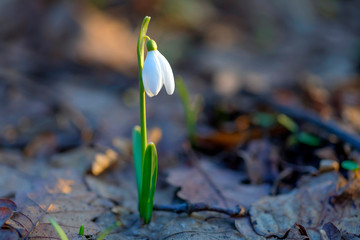 Sunny snowdrop flower growing in the forest.