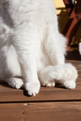 White cat paws outside