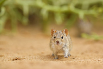 Four-striped Grass Mouse - Rhabdomys pumilio, beautiful small rodent from African bushes and deserts, Walvis Bay, Namib desert, Namibia.