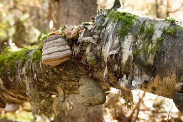 Polypore growing on tree trunk
