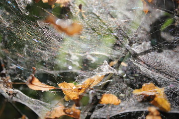 autumn leaves in the stream