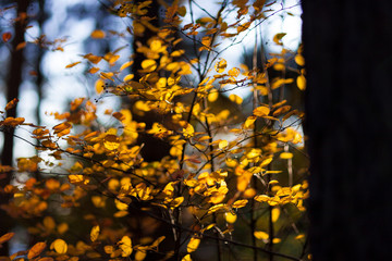 Yellow autumn leaves on tree