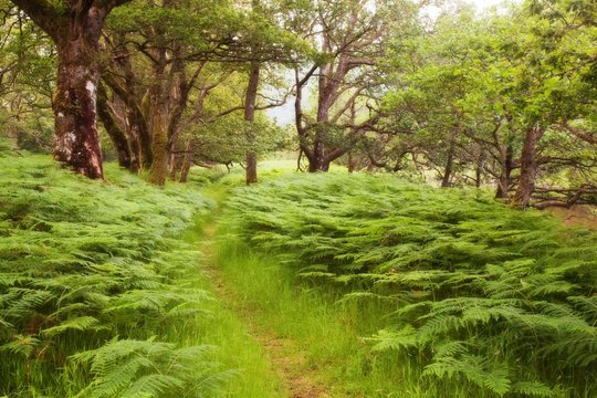 Picturesque road in Scottish Highlands, Cairngorms National Park near Lecht Ski Resort, Scotland, United Kingdom, Europe A spring woodland scene Scenic winding road through green forest in Scotland