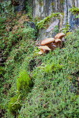 Natural mushroom in the forest