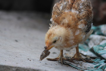 Little Chicks