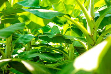 Green Banana field 