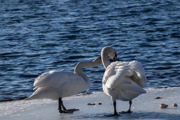 Obraz premium Swan couple on the winter lake.
