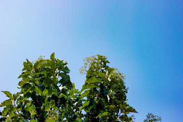 Teak tree and blue sky