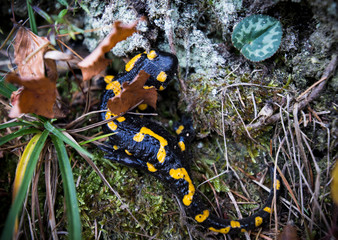 Salamandra